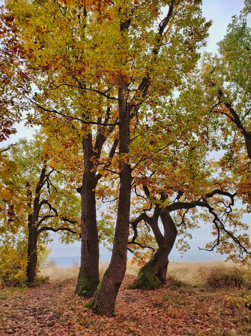 A Green Leaves on Trees