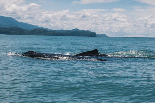 Photos gratuites de animal, baleine, baleine à bosse