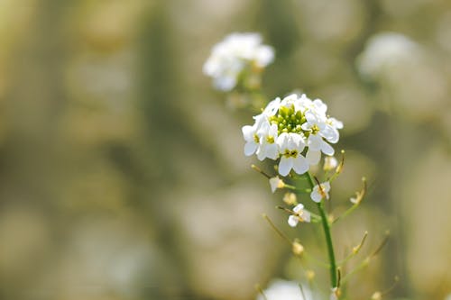 白いクラスターの花の選択的な焦点