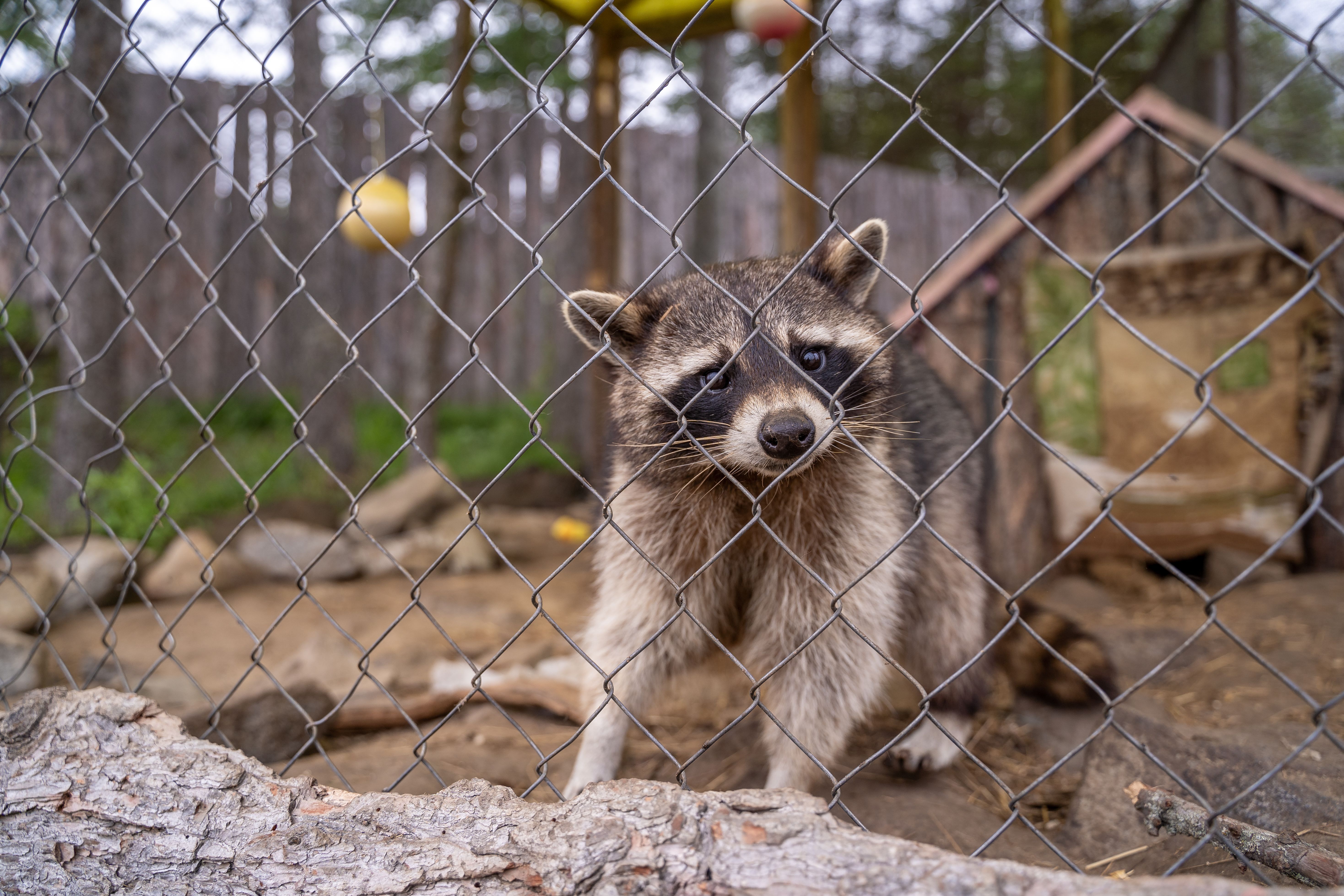 Brown Raccoon Behind the Chain Linked Fence · Free Stock Photo