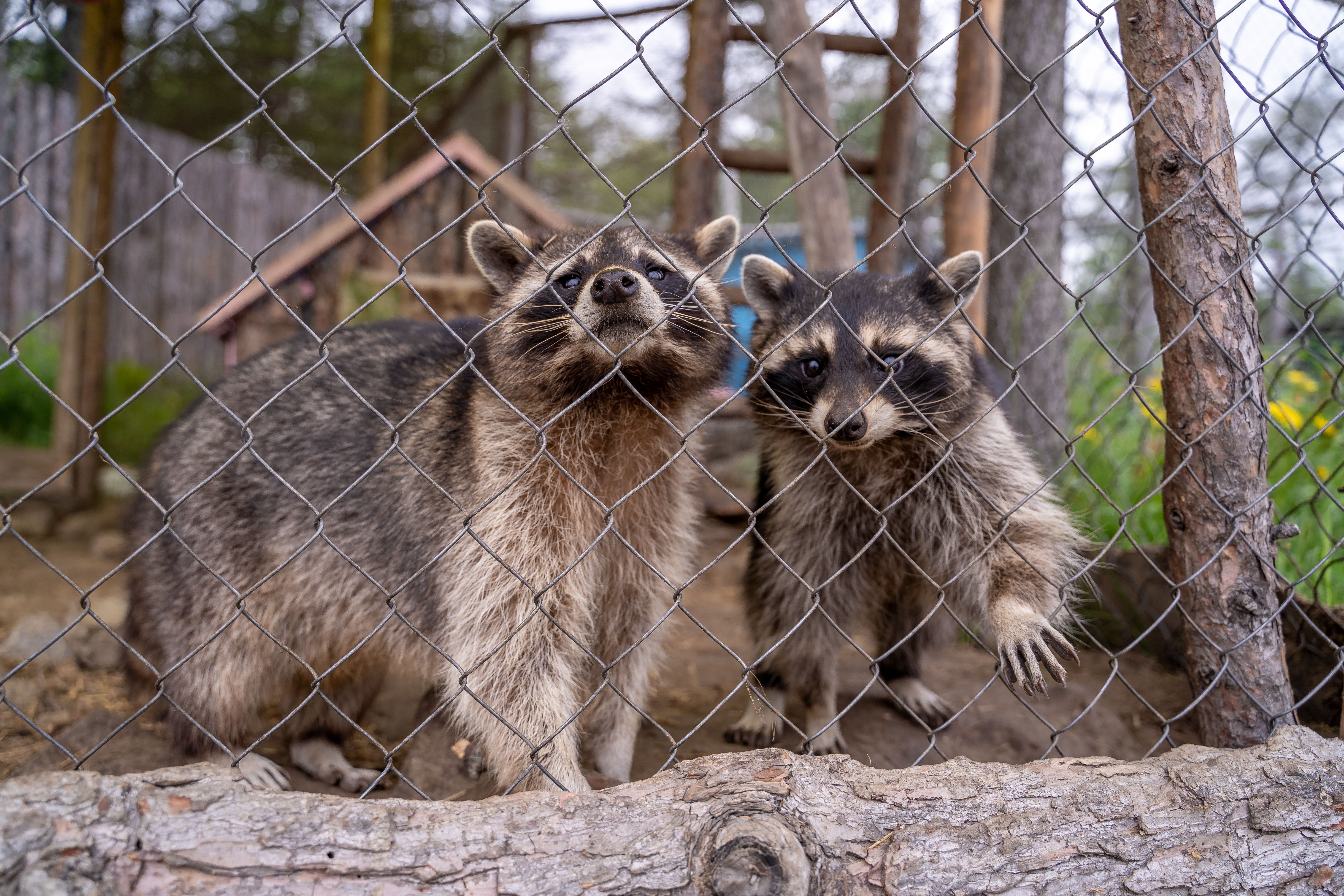 Wildlife removal service