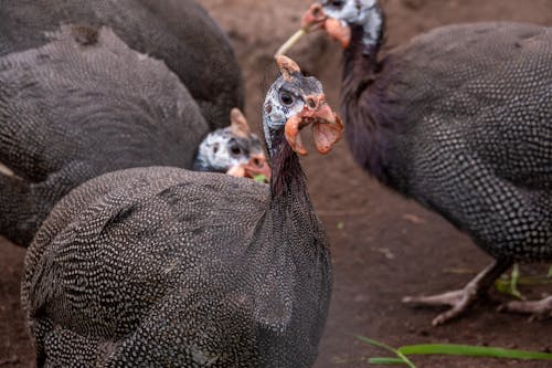 Helmeted Guineafowls in Close-up Shot 