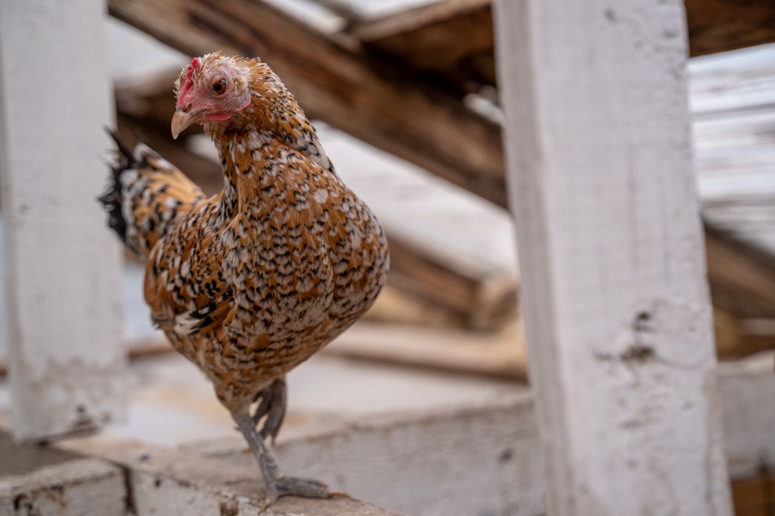 Close-up of a Booted Bantam Hen · Free Stock Photo