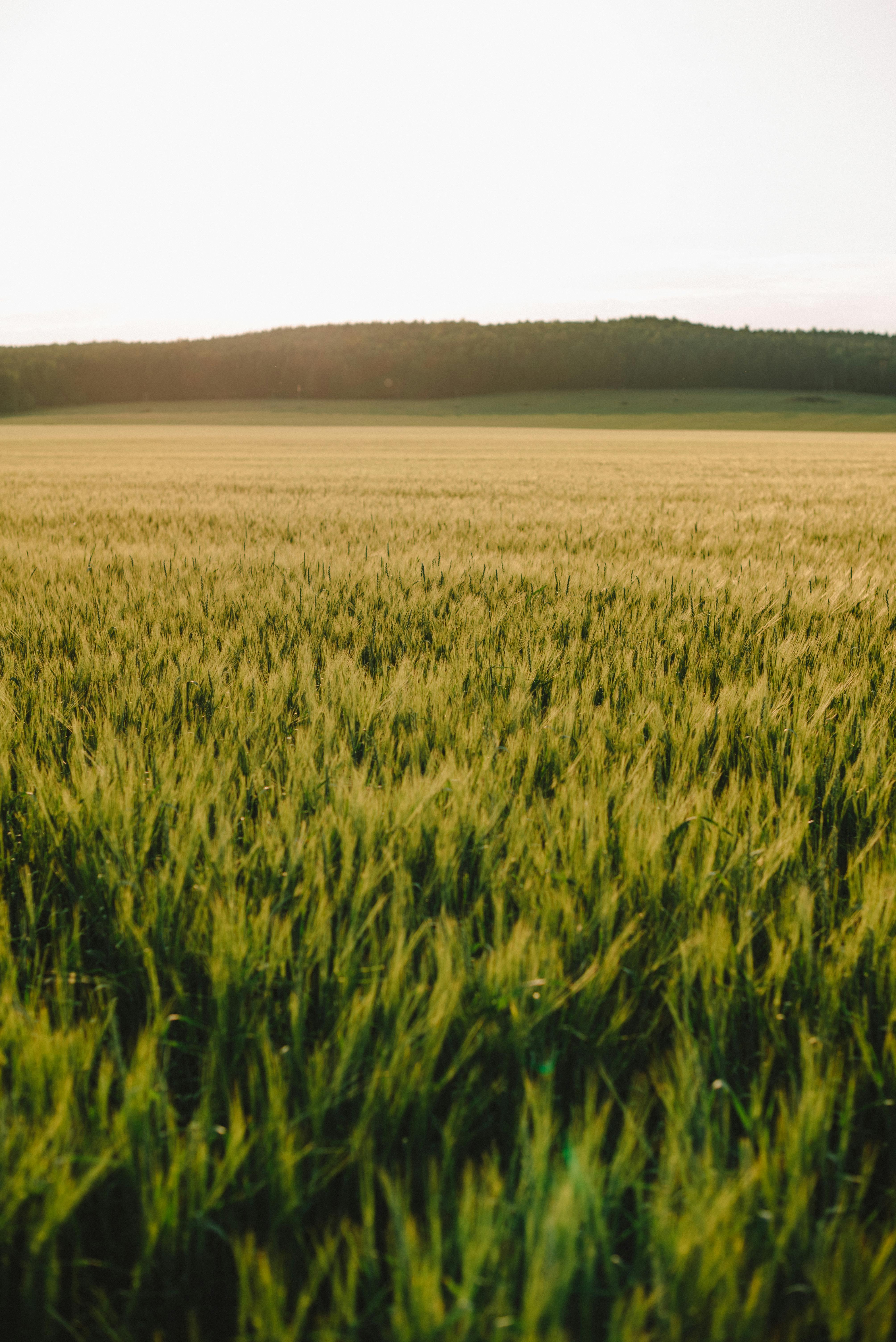 A serene view of a golden wheat field at sunrise, capturing the tranquility of the countryside.