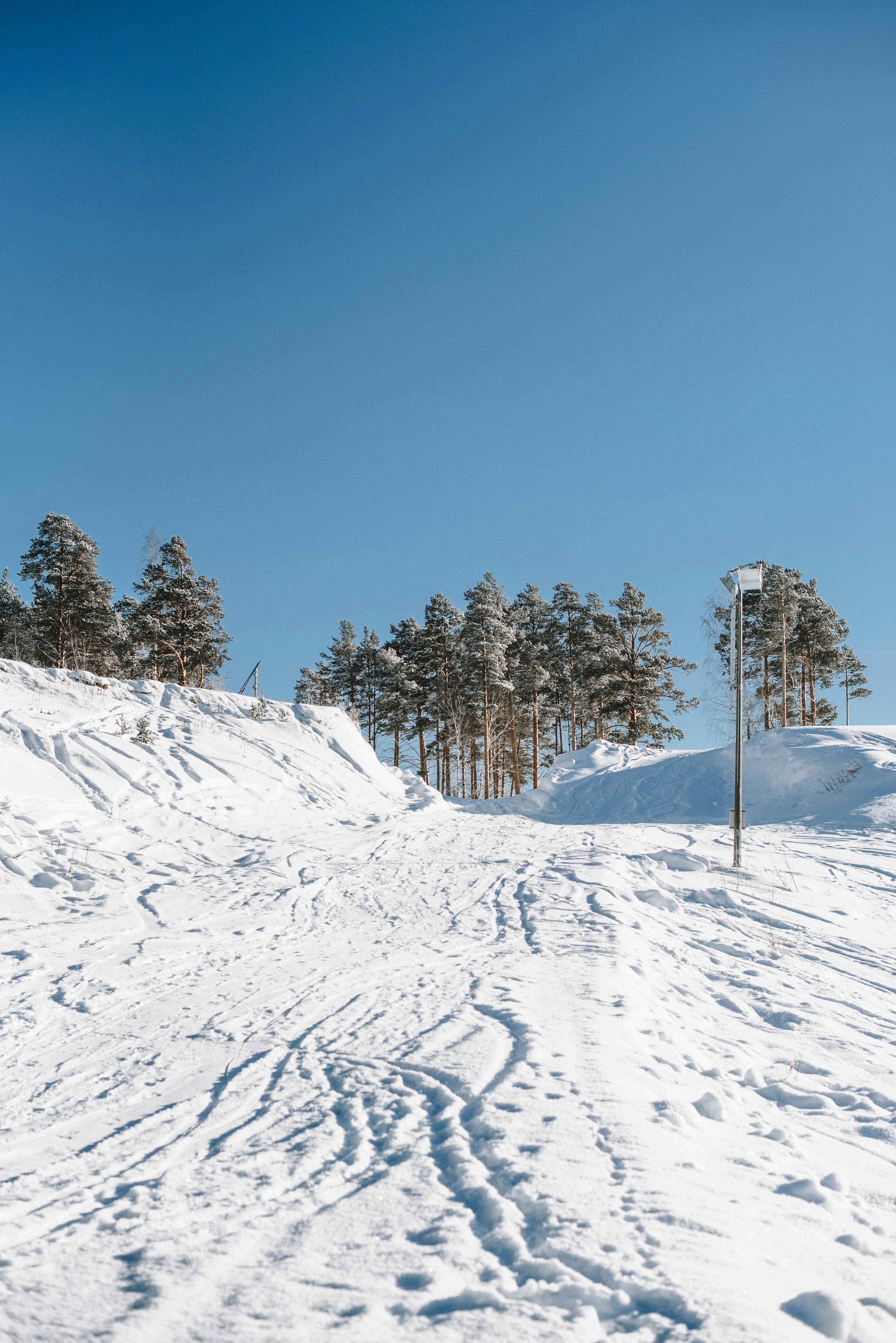 Scenic winter landscape featuring snow-covered ground, pine trees, and a clear blue sky.