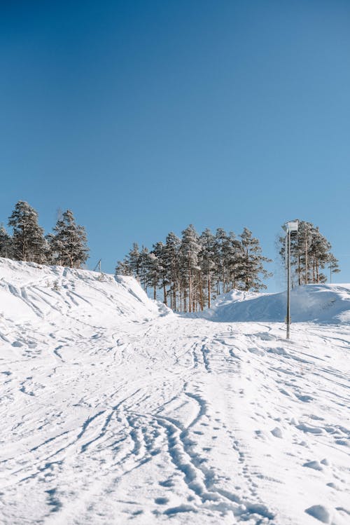 A Green Trees on Snow Covered Ground