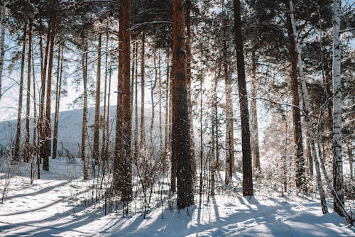 Free A Forest Covered in Snow  Stock Photo