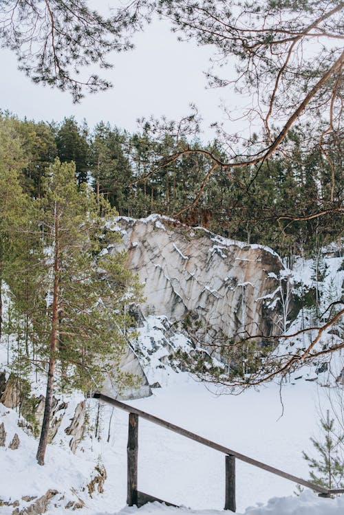 Immagine gratuita di alberi, coperto di neve, esterno