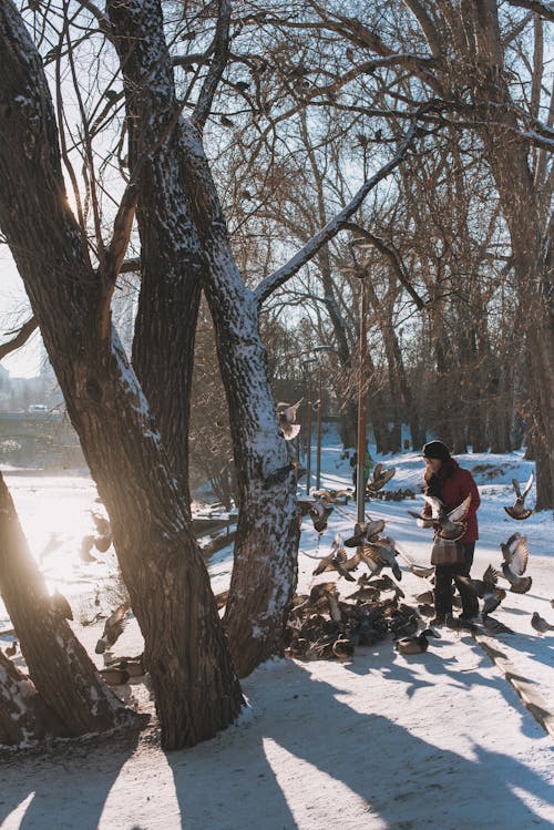 Kostenloses Stock Foto zu frost, kahlen bäumen, kaltes wetter