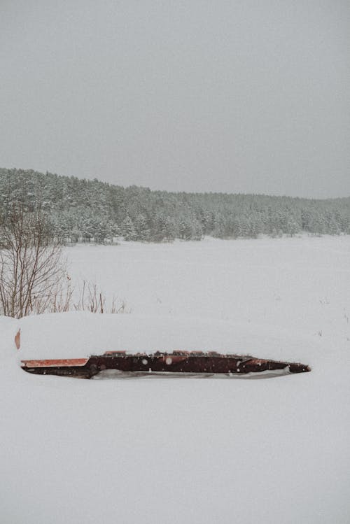 Immagine gratuita di campo, foresta, freddo