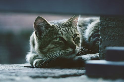 Free Photo of Silver Tabby Cat Lying on Gray Pavement Stock Photo