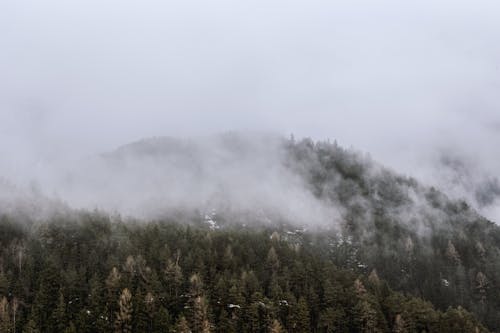 бесплатная Вид на зеленую гору, покрытую туманом Стоковое фото