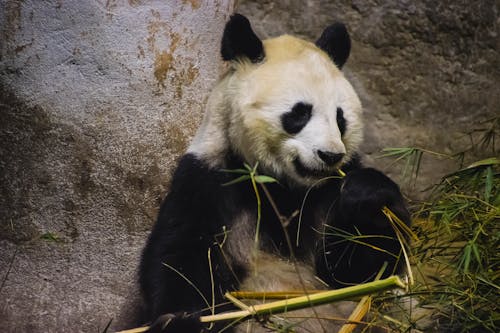 bezplatná Základová fotografie zdarma na téma bambus, divočina, fotografování zvířat Základová fotografie