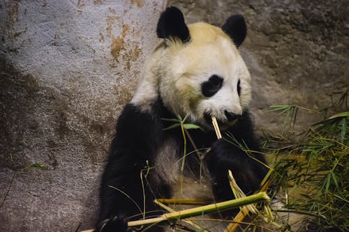 คลังภาพถ่ายฟรี ของ การกิน, การถ่ายภาพสัตว์ป่า, สวนสัตว์