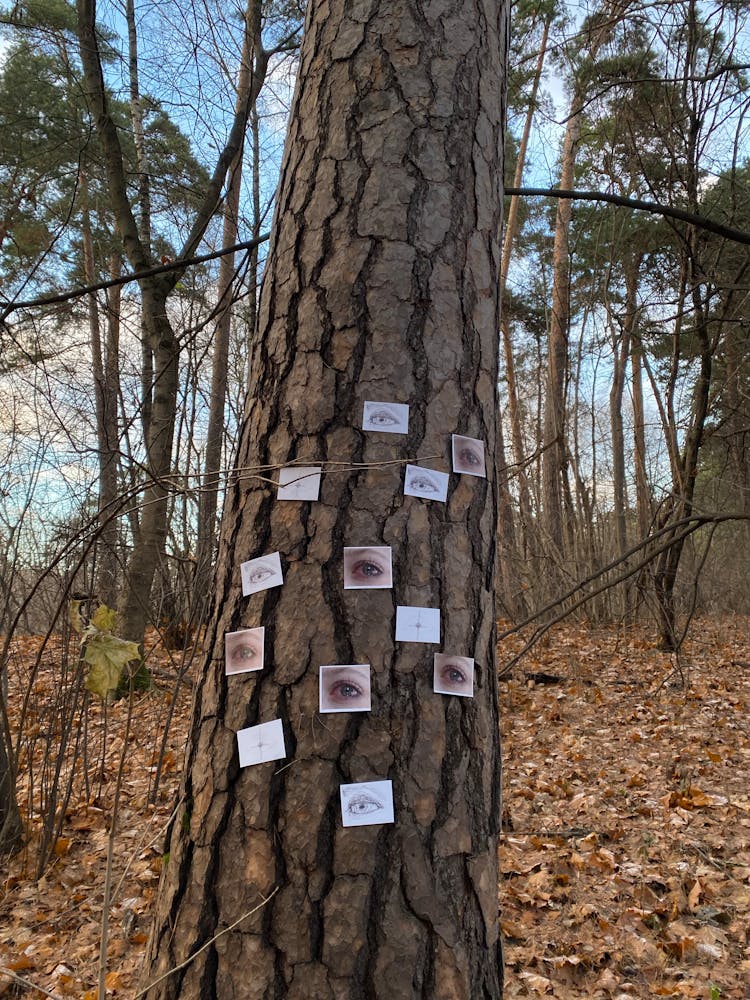 Pictures And Drawings Of Eye Pinned To Tree