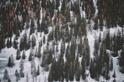 Безкоштовне стокове фото на тему «Денне світло, дерева, заморожений» стокове фото