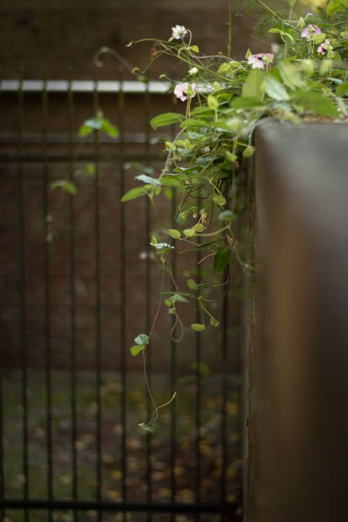 Free A close-up shot of ivy and leaves cascading over a metal fence, creating a natural frame. Stock Photo
