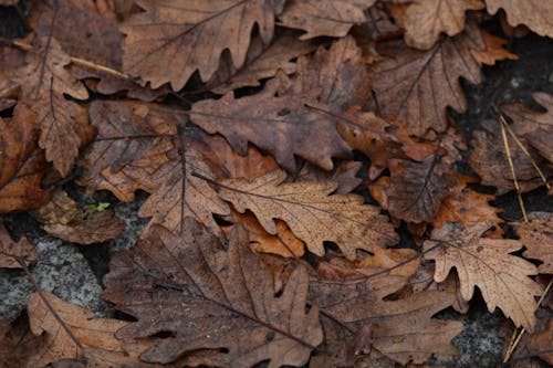 Kostnadsfria Kostnadsfri bild av brun, falla, fallna löv Stock foto