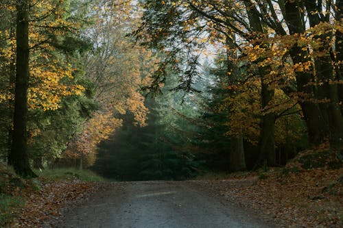 Unpaved Pathway in the Middle of Forest 