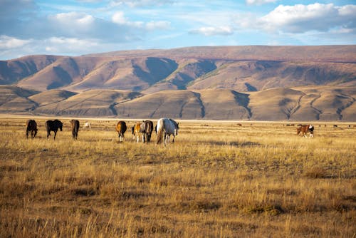 Herd of Horses on Brown Grass Field