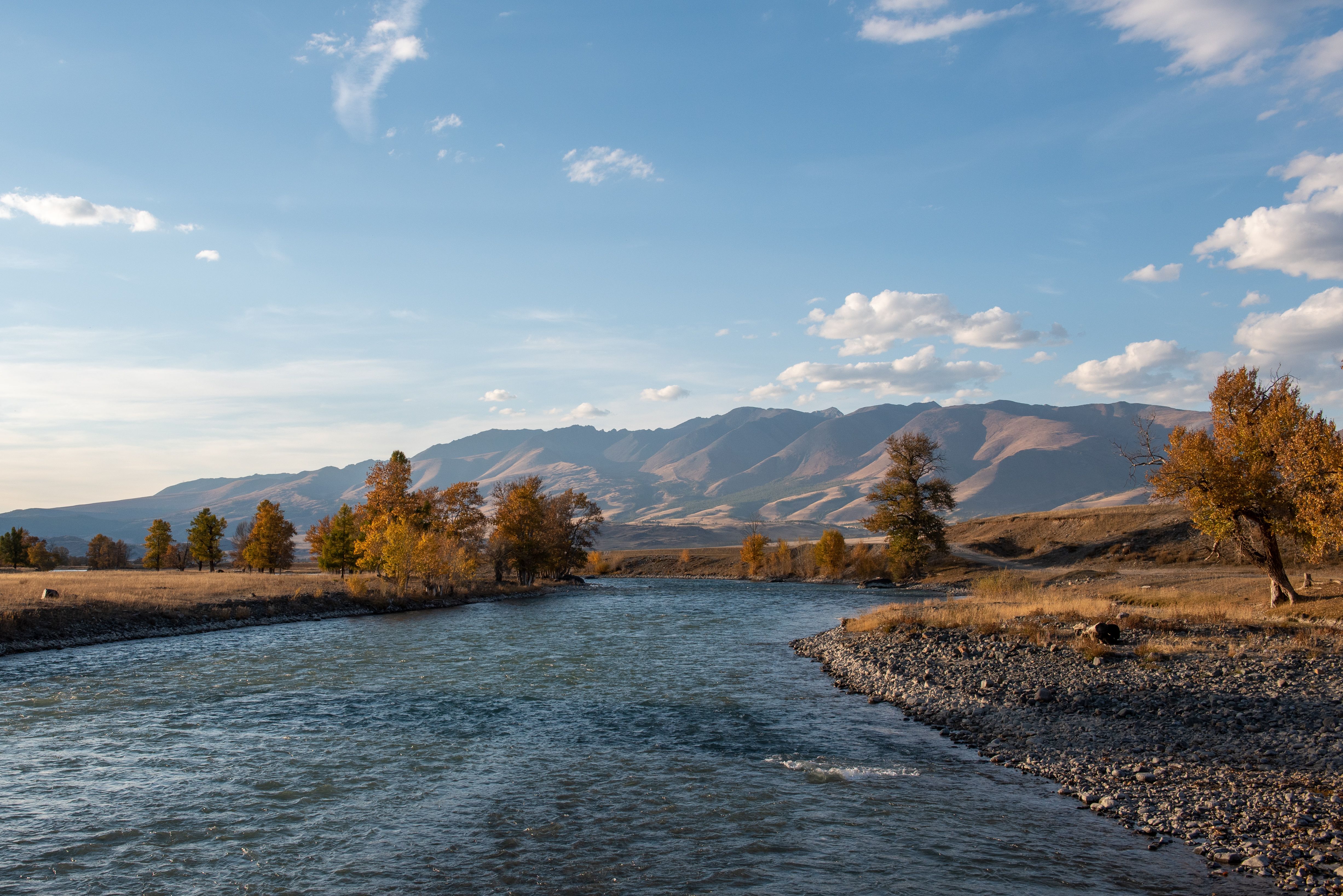 A tranquil river flows through the autumn landscape against the majestic Altai Mountains under a blue sky.