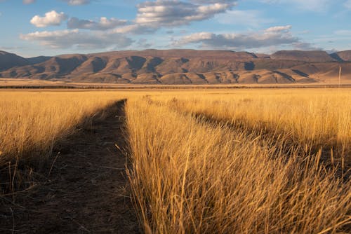 Brown Grass Field Under the Sky