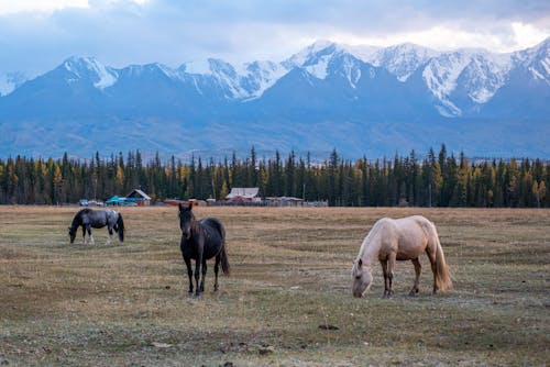  Horses on Green Grass Field 