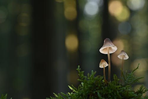 White Mushrooms in Green Grass