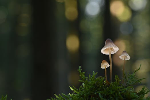 Close-up of white mushrooms growing on mossy green ground with a bokeh forest background.