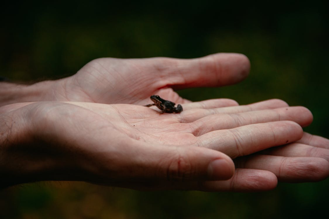 Person Holding Black a Black Frog