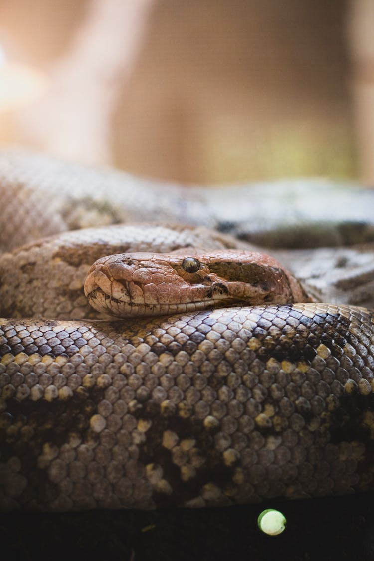 Coiled Snake Laying In A Light