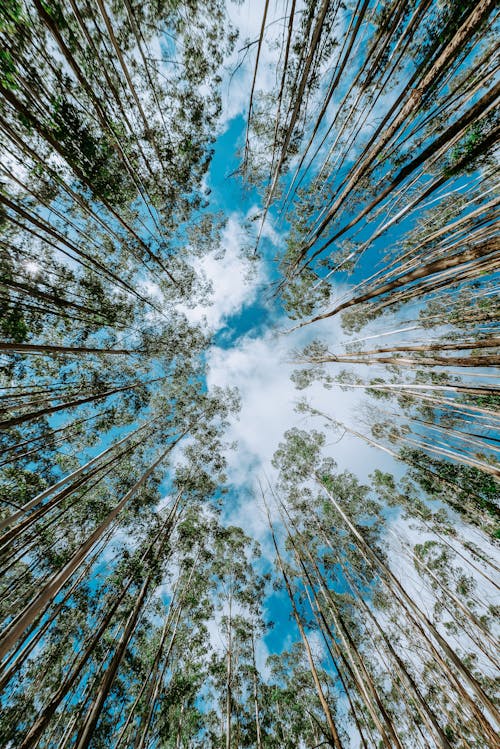 무료 구름, 나무, 로우앵글 샷의 무료 스톡 사진