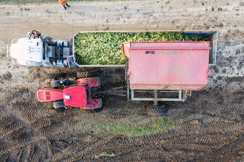 Tractors Harvesting Crop