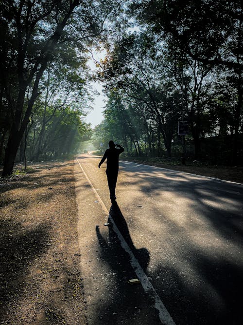 Silhouette of Person Walking on Paved Pathway Between Trees