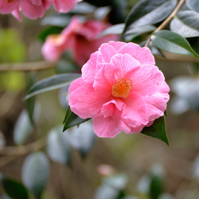 Free stock photo of arbuste, cognassier du japon, fleur