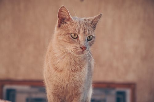 Free Detailed image of a tabby cat with sharp whiskers and soft fur, highlighting its curious gaze. Stock Photo