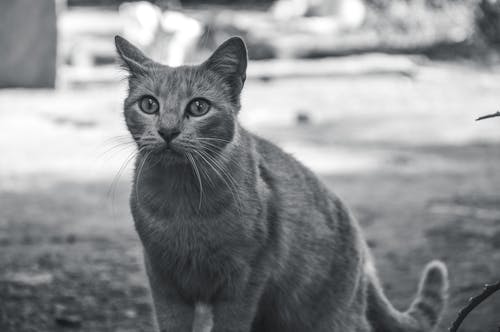 Foto profissional grátis de animal, bigodes de gato, bonitinho