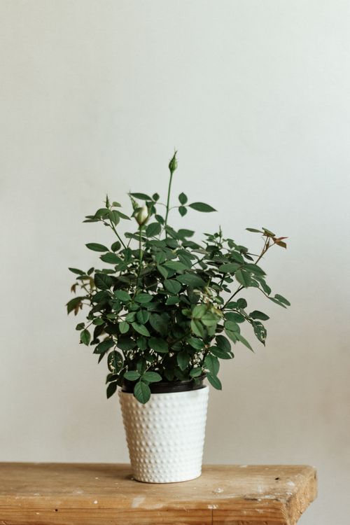 Free A vibrant rose plant in a textured white pot positioned on a rustic wooden table with a neutral background. Stock Photo