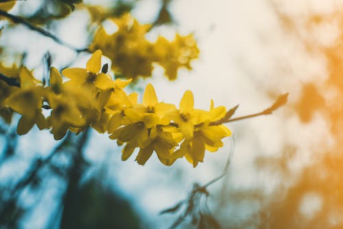 Ondiepe Focusfotografie Van Gele Bloemen