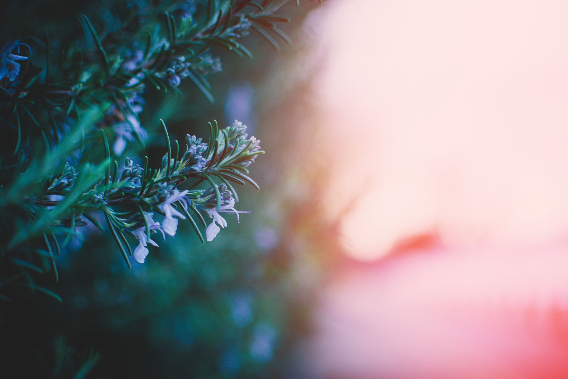 Dreamy close-up photo of rosemary herb with soft, colorful lighting, perfect for spring themes.