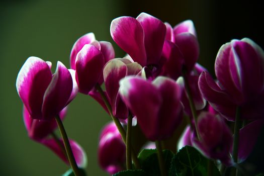 Close-Up Shot of Flowers 