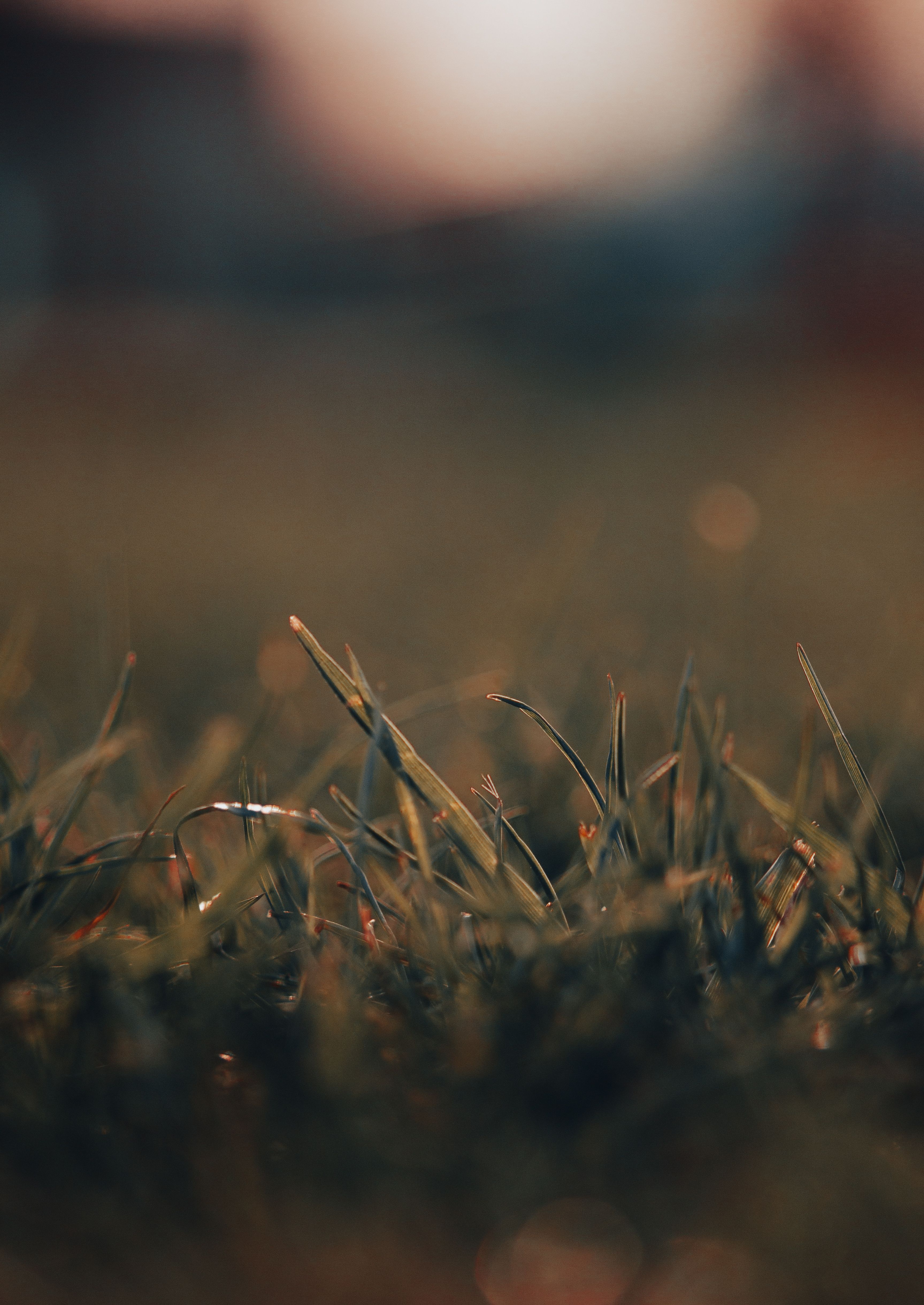 Green Grass in Close Up Photography · Free Stock Photo