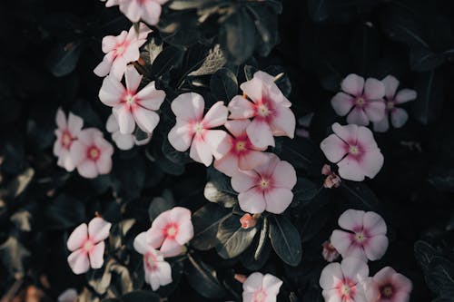 무료 꽃, 꽃이 피는, 꽃잎의 무료 스톡 사진