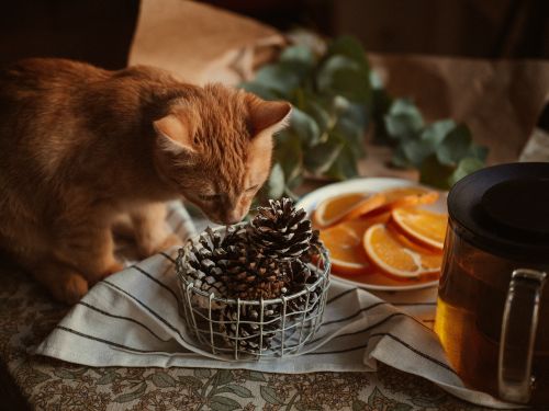 Free Tabby cat sniffing pine cones beside orange slices and a teapot on a tablecloth. Stock Photo