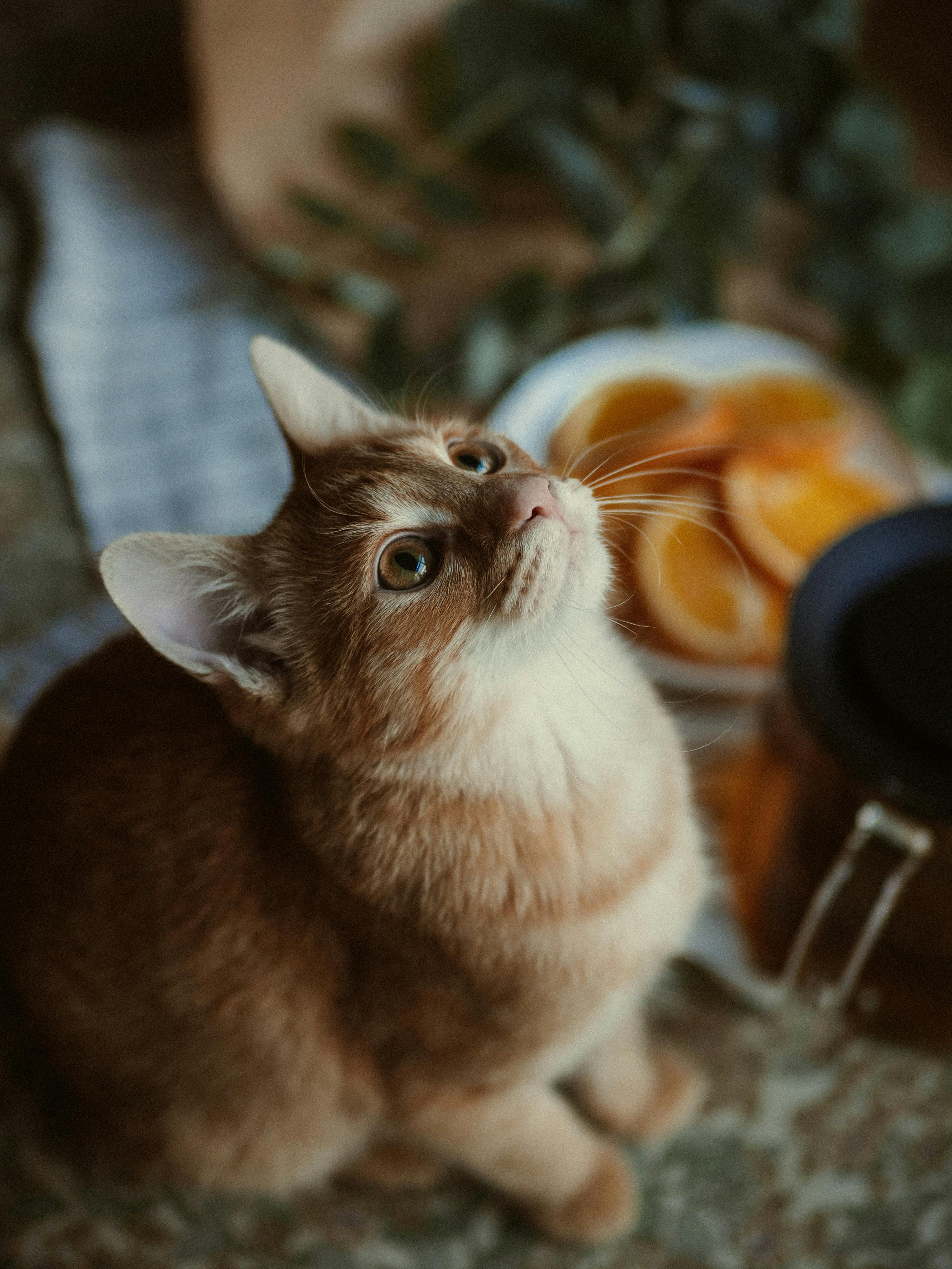 Cute orange cat gazes upwards with a blurred background of oranges and foliage, creating a warm, inviting scene.