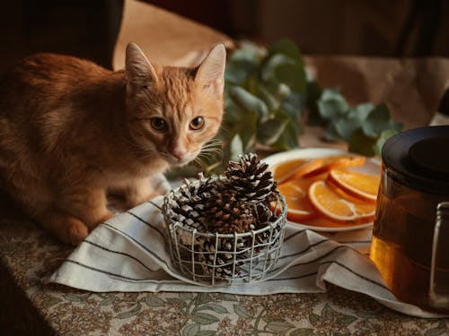 Free Orange Tabby Cat on Gray Textile Stock Photo