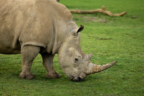 Free A majestic rhinoceros grazes on lush green grass in a serene outdoor setting. Stock Photo