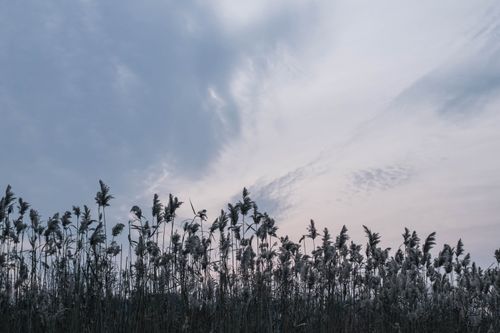 Free Peaceful rural meadow with reeds and dramatic cloudy sky at twilight. Stock Photo