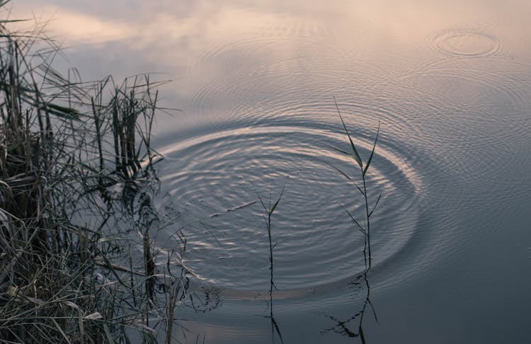 Round Ripples On The Lake Surface