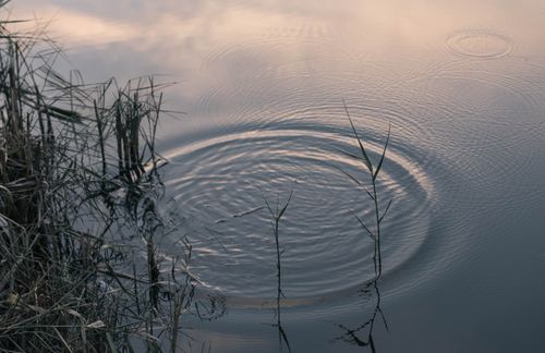 Free Calm water ripples surrounded by reeds at dusk, creating a peaceful atmosphere. Stock Photo
